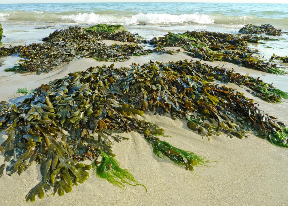 what is seaweed made of