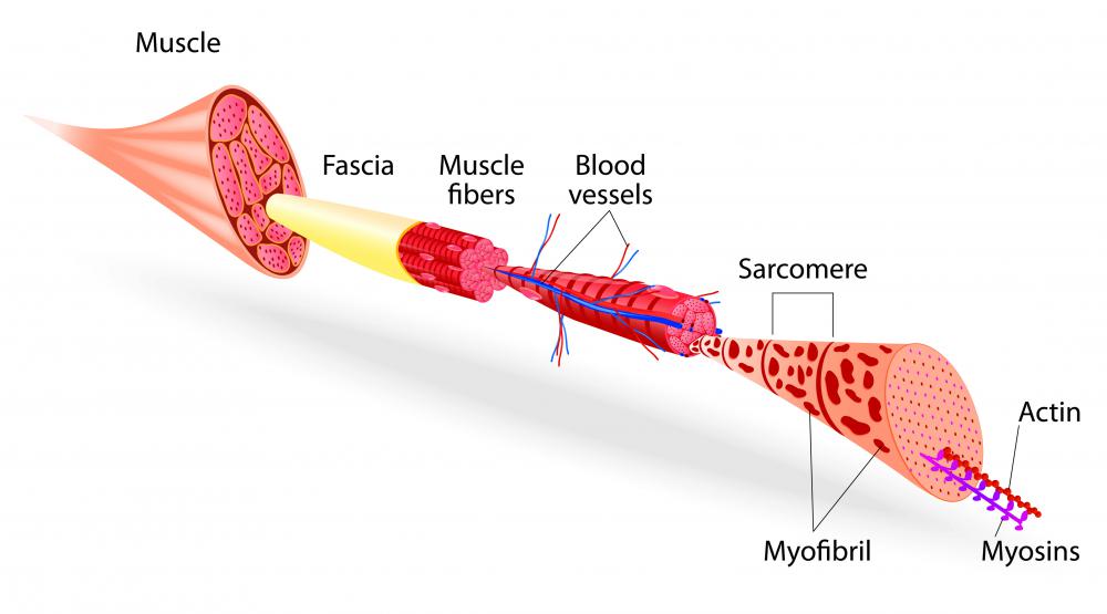 What are the Different Muscle Tissue Types? (with pictures)