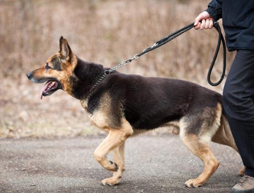 A prospective dog behaviorist might become more comfortable with dogs by walking them.