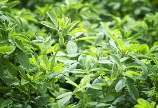 Organic alfalfa is often fertilized with manure from horse or cattle barns.