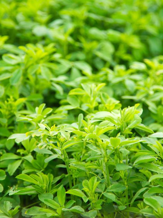 Alfalfa leaves are sometimes used to provide arthritis relief.