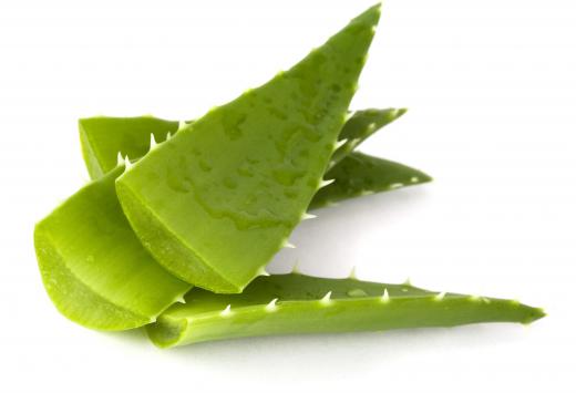 Leaves of the aloe vera plant.