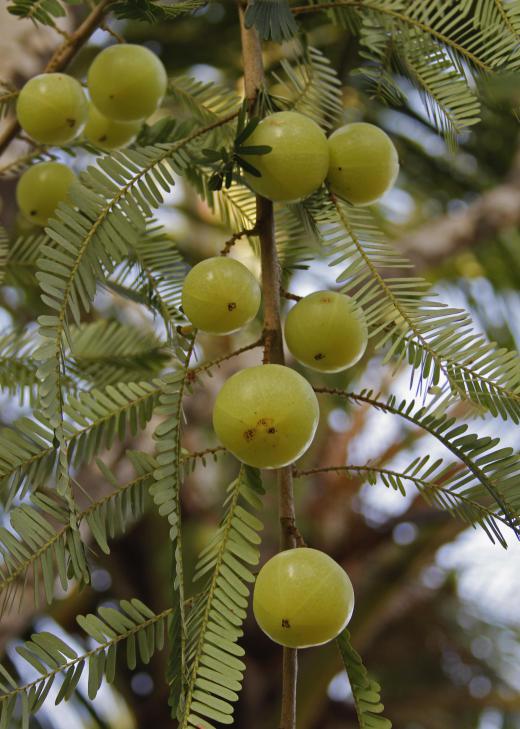 Amla fruit grows on the Indian gooseberry tree, also known as the amalaki tree.