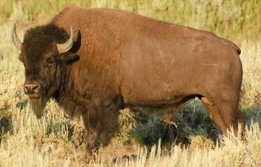 A beefalo is a hybrid animal that is 3/8 American bison (pictured here) and 5/8 domestic cattle; animals with more bison DNA are known as “cattalo.”.