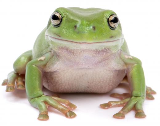 Frogs live in the Kakadu National Park.