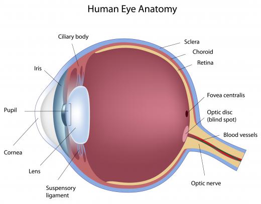 A diagram of a human eye.