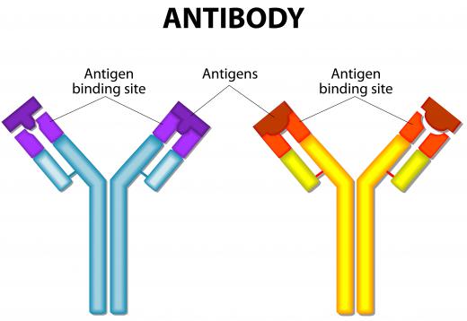 One important role of lymphocytes is the production of antibodies, and these plasma cells enter the circulation system, ready to attach to antigens.