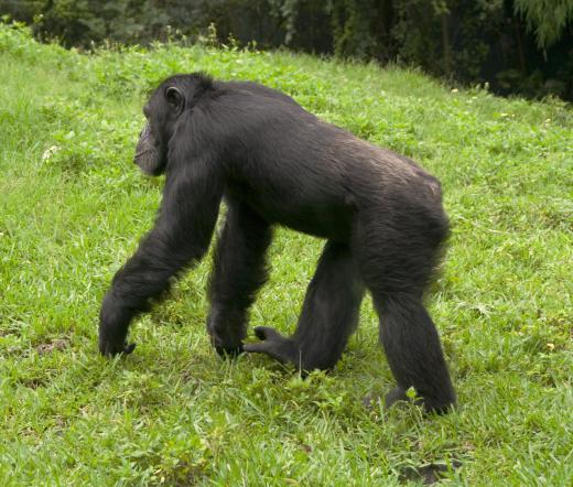 Many chimps live in wildlife sanctuaries throughout Sierra Leone.