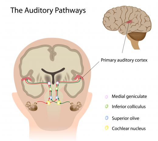 The geniculate nucleus plays an important role in auditory processing.