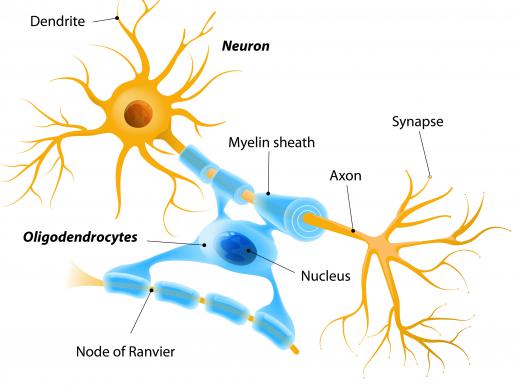 Neurons have tree branch-like structures called dendrites.