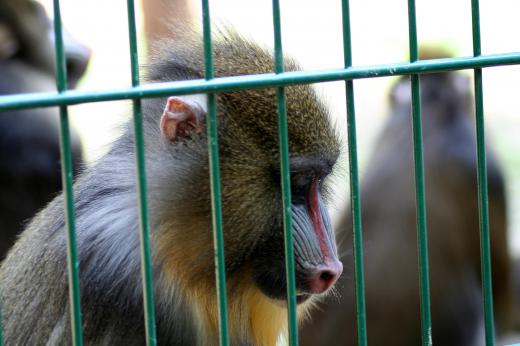 The Animal Welfare Act affects the way animals are treated in zoos.