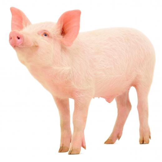 Pigs appear to act as reservoirs for the flu.