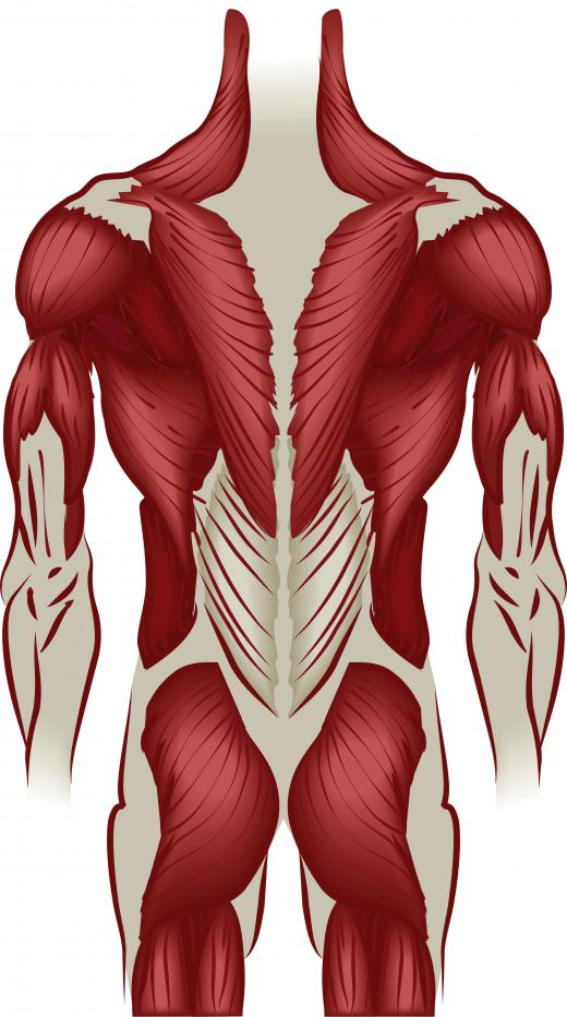 The gluteus maximus (glute) is the large muscle in the buttocks.