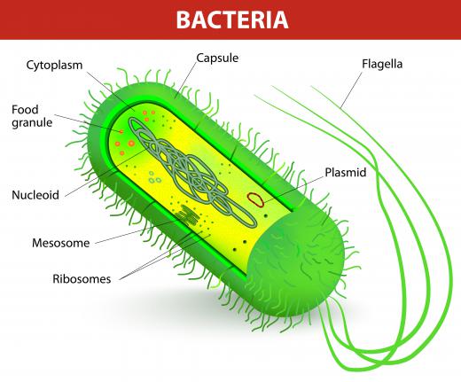 A bacterium is a unicellular microorganism which represents one of the most basic and primitive forms of life.