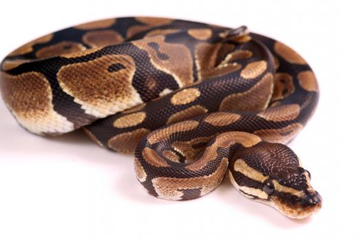 Ball pythons are relatively inexpensive to purchase.