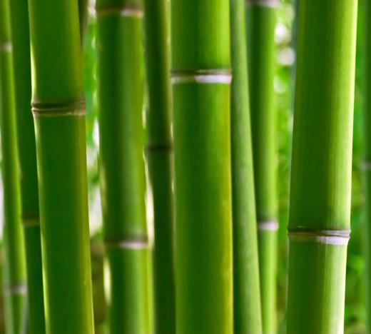 Bamboo is often included in Chinese gardens.