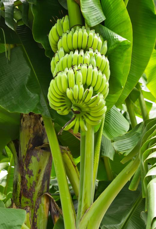 Fruit growing on a banana plant. There has been a push to establish fair trade policies among banana producers.