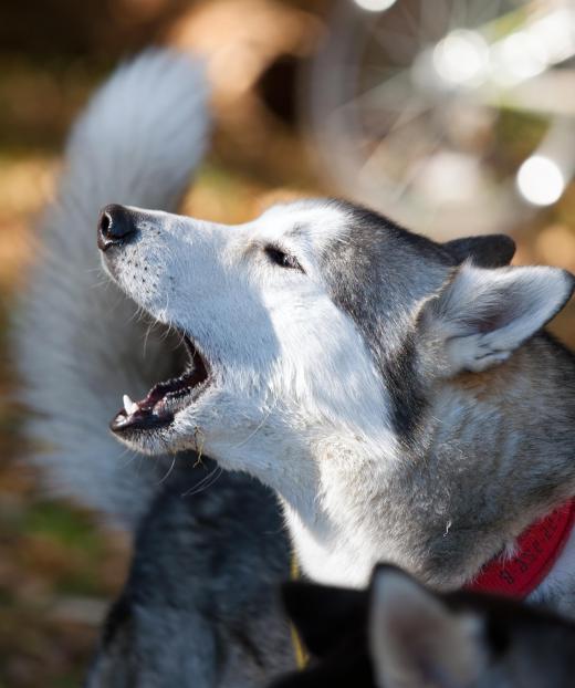 Seizure dogs might bark to warn their owners.