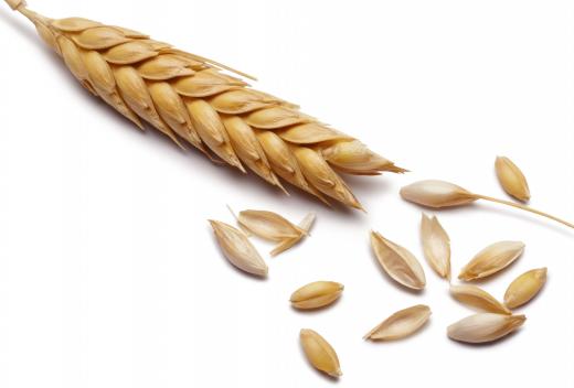 Barley, which is sometimes used to make bran cereal.