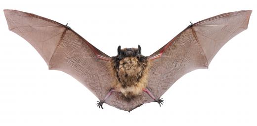 Bats are commonly seen in Tongariro National Park.