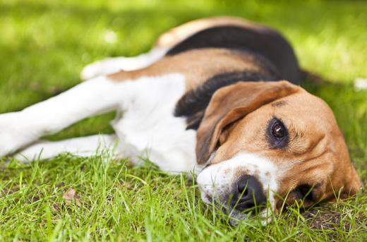 Dog hiking is a good exercise for the owner and pet.