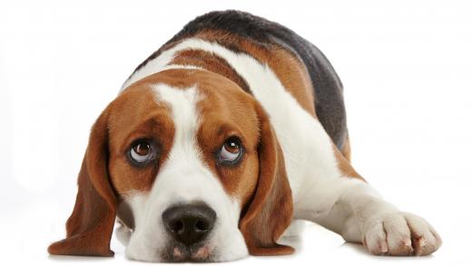 Beagles have a sturdy build, and a smooth coat.