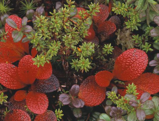 The bearberry shrub is classified in the genus Arctostaphylos.