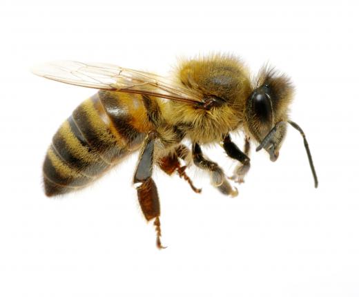 Emergency care is necessary if someone allergic to bees or wasps is stung by one of the insects.