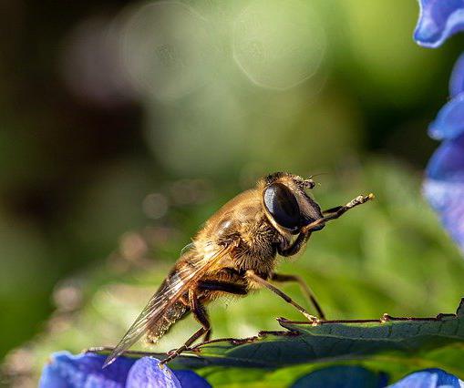 Bees are attracted by the color blue, so certain flowers have evolved petals that reflect a blue "halo" in sunlight.