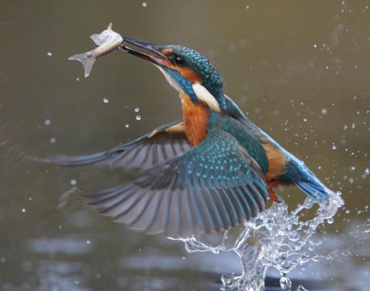 Small fish generally face many predators.