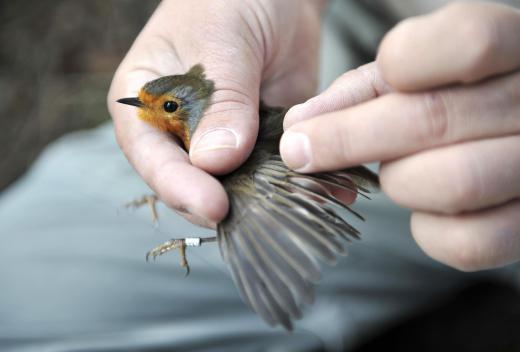 A wildlife biologist may study how an animal interacts with its environment.