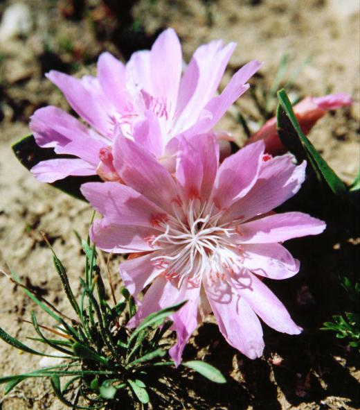 The bitterroot, which is a low-growing perennial wildflower, is the state flower of Montana.