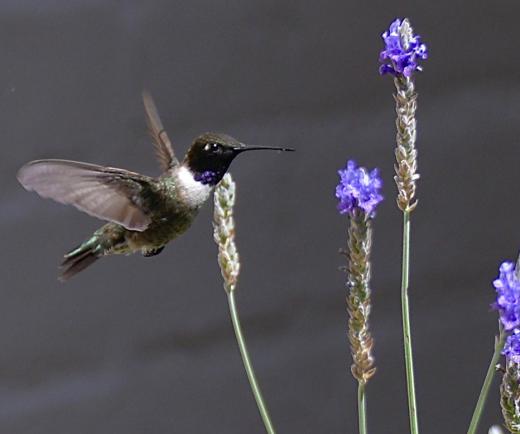 Hummingbirds in Arizona build their nests close to hawks; the hawks unwittingly protect them from predatory jays.