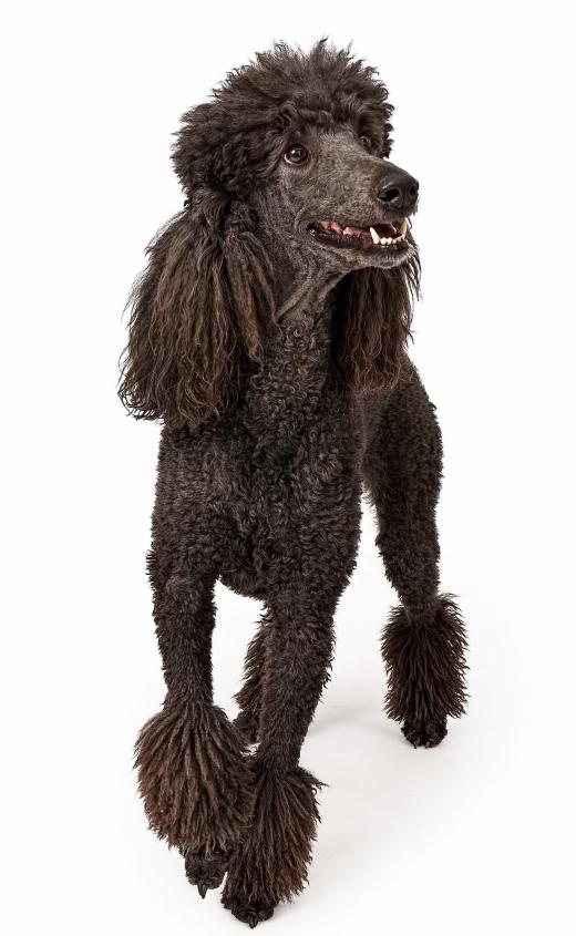 A Poodle is half of the mating pair that produces a Schnoodle.