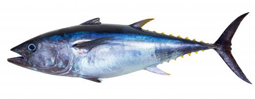 Some species of tuna -- which provides the popular canned, dried, and fresh fish -- can grow more than six feet long and weigh hundreds of pounds.