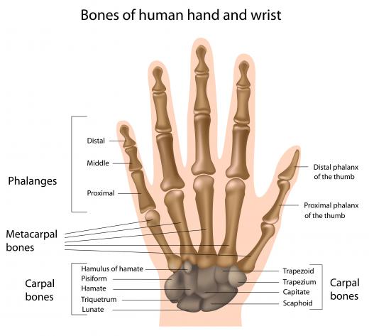 The proximal interphalangeal joints lie between the first and second phalanges.