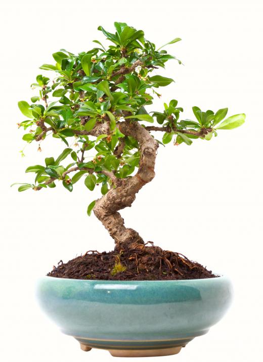 Defoliation is used in bonsai management to control leafing patterns.