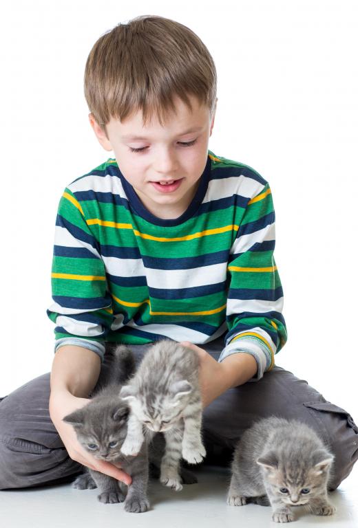 Kitten claws can be trimmed with human toenail clippers.