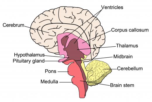 The thalamus acts as a relay for sensory information.