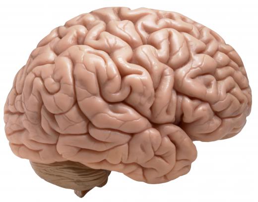 A human brain.