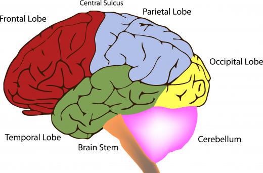 Some specialists believe that the frontal lobes are responsible for creating an altered state of consciousness during hypnosis.