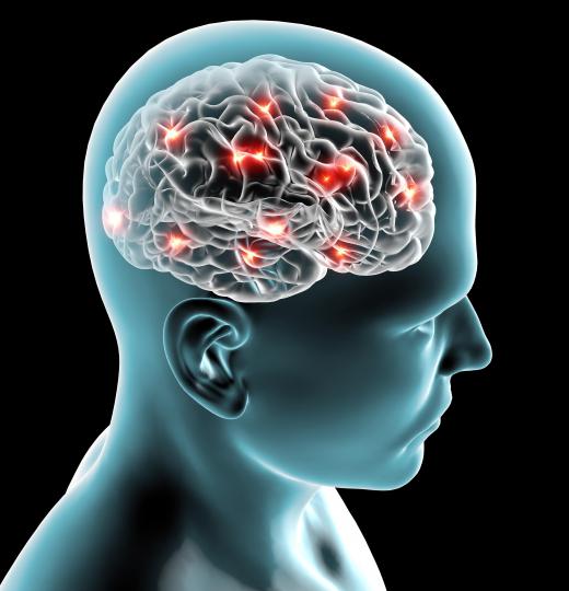 Medical neuroscience specializes in the study of the brain.