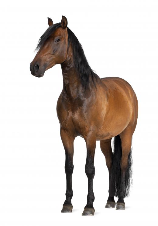 The fear of horses is known as equinophobia or hippophobia.