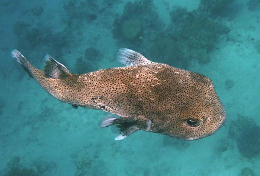 Eating some species of improperly prepared pufferfish may cause tetrodotoxin poisoning.