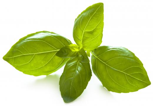 Basil, which is used in making feta pesto.