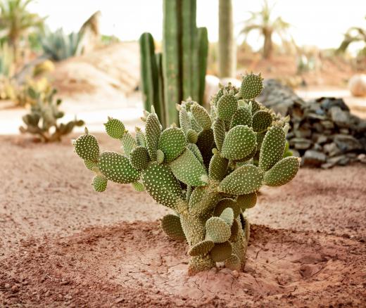 Cactus gardens show off the stark beauty of cacti.