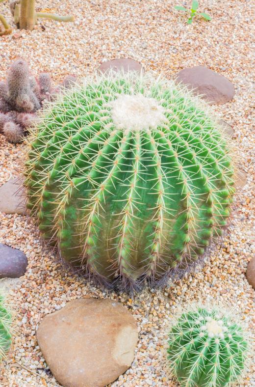 Desert gardens often include easily manageable plants like cacti.