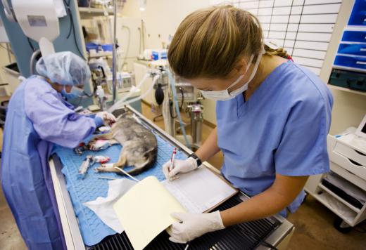 A veterinary surgeon performs surgery on animals.