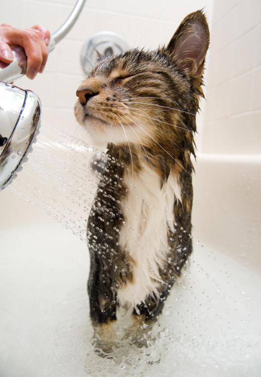 Giving a cat a bath can remove excess saliva from its coat.