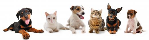 Cats and dogs are often euthanized when animal shelters cannot find homes for them.